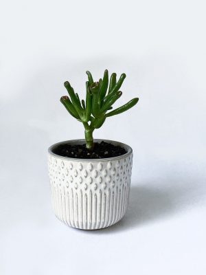 Succer - Tuscan White planter with succulent